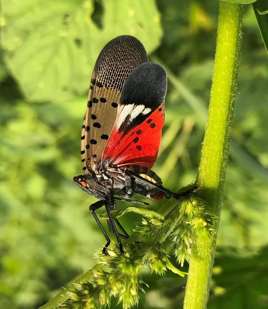 Affordable lawn mowing service experts serving Birdsboro, PA - New Castle Lawn & Landscape