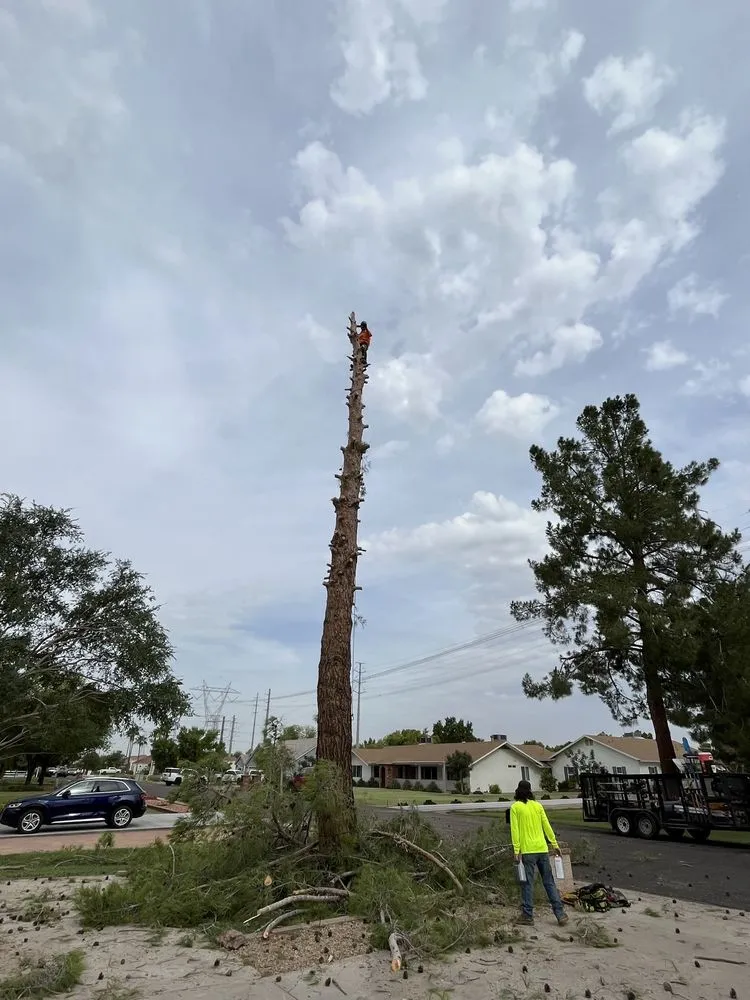 Professional outdoor landscaping in Queen Creek, AZ - New Creations Landscape Services