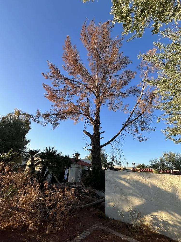 Expert outdoor landscaping for year-round maintenance in Queen Creek, AZ by New Creations Landscape Services