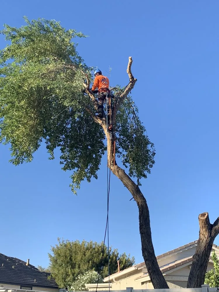 Top-rated landscaping services with custom design across Queen Creek, AZ - New Creations Landscape Services