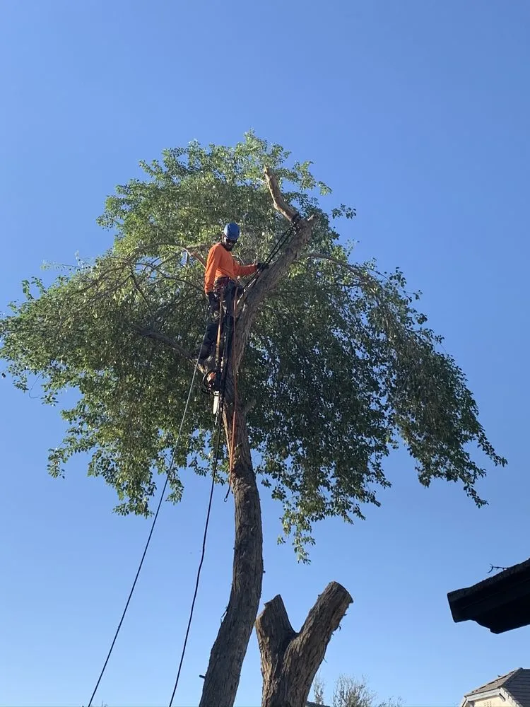 Custom landscape installation for outdoor upgrades in Queen Creek, AZ by New Creations Landscape Services