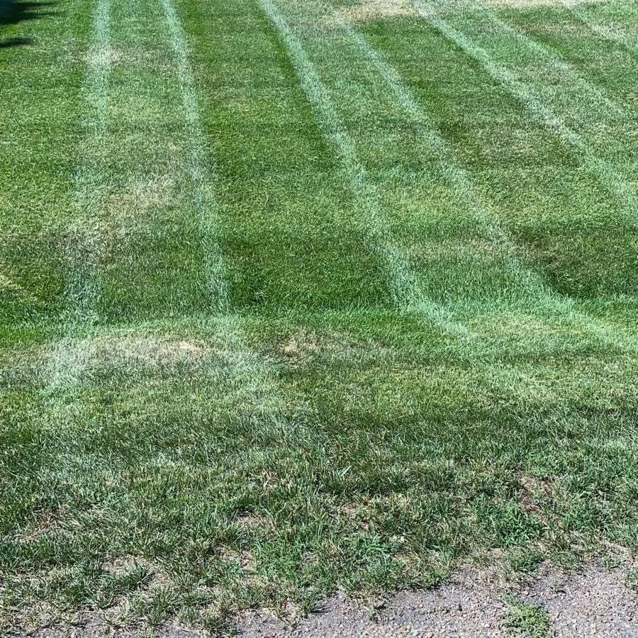 Top-rated lawn mowing service in Lafayette, CO by New Dawn Mowing