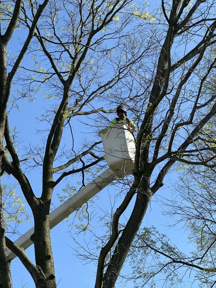 Local yard cleanup service in Lincoln Village, OH by New Day Landscaping And Multi Service