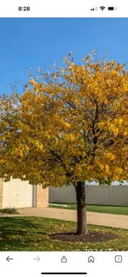 New Day Landscaping Logo