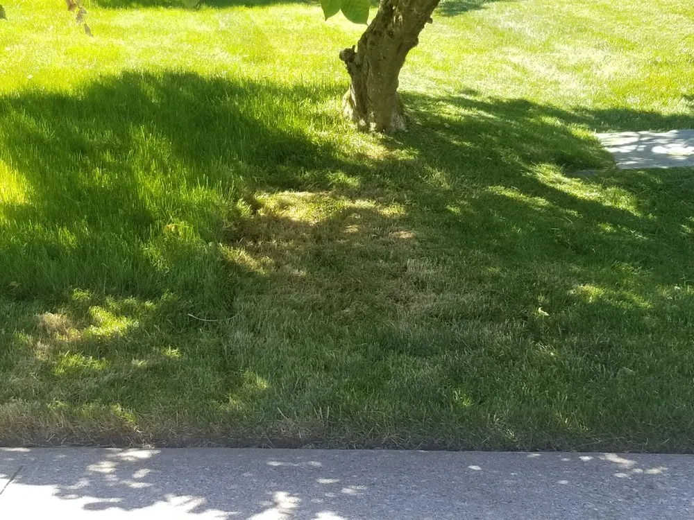 Local lawn care service for residential properties in Puyallup, WA by New Dimension Lawn & Landscape