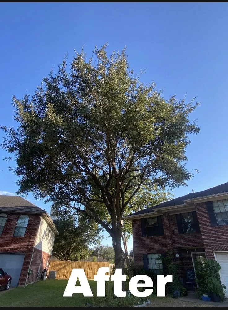 Professional landscape installation for outdoor upgrades across Rosenberg, TX - New direction landscaping