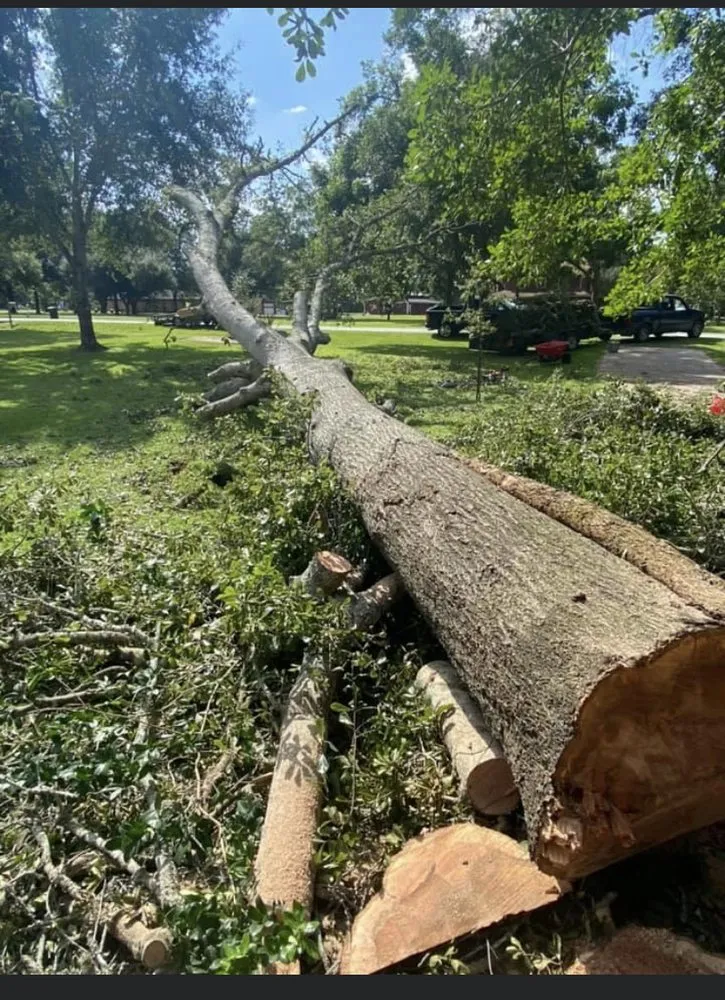 Professional yard maintenance in Rosenberg, TX - New direction landscaping