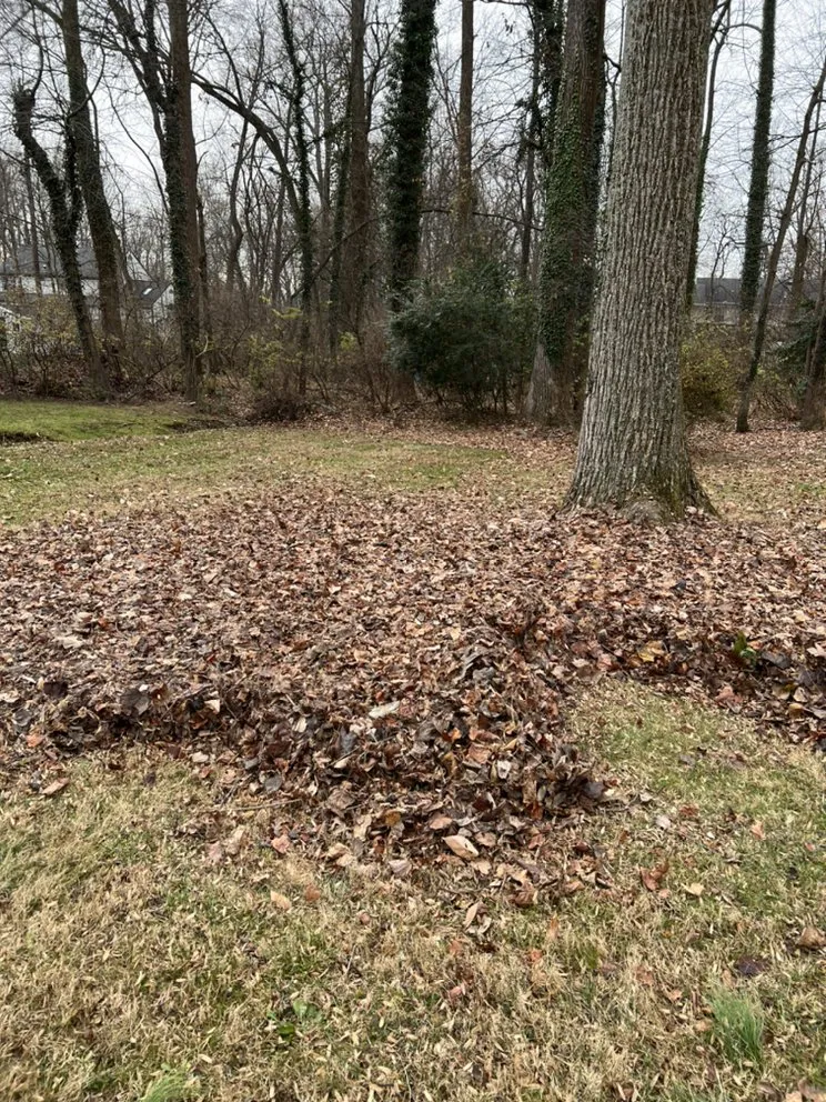 Trusted yard cleanup service in Manassas, VA by New Direction Lawn Care