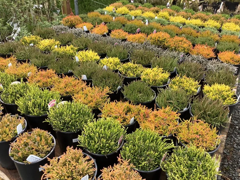 Expert landscape design with custom design across Sequim, WA - New Dungeness Nursery