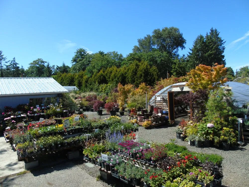 Reliable yard cleanup service in Sequim, WA by New Dungeness Nursery