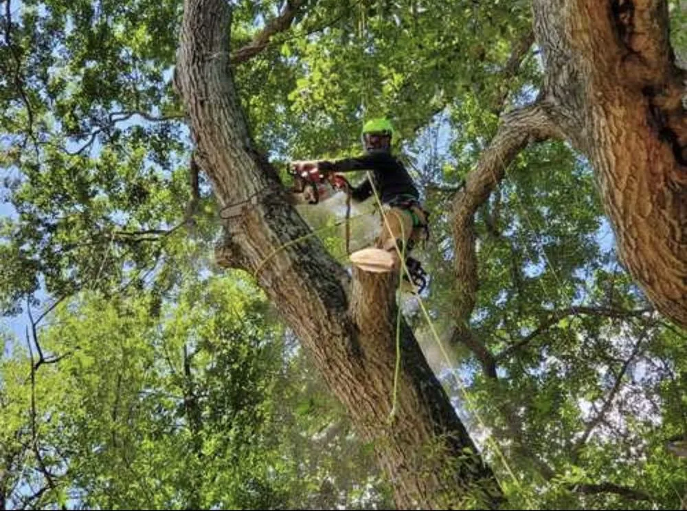 Affordable yard cleanup service in Lilburn, GA - New eco Landscape
