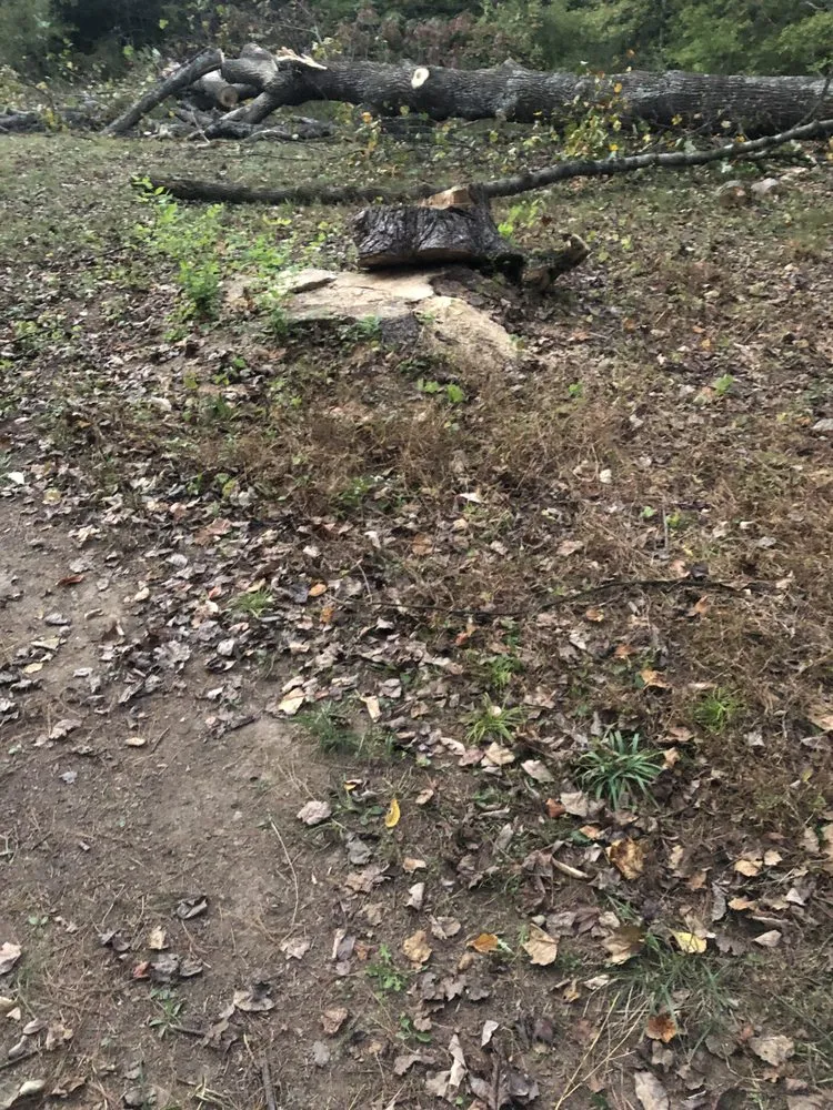 Expert landscaping services in Columbus, OH by New Edens tree service and landscaping