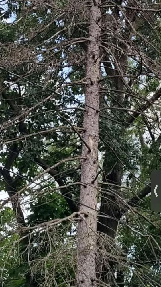 Professional yard cleanup service in Columbus, OH - New Edens tree service and landscaping