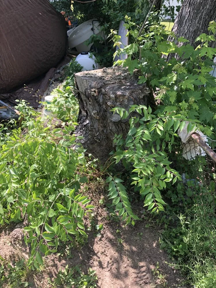 Trusted outdoor landscaping for beautiful yards in Columbus, OH by New Edens tree service and landscaping