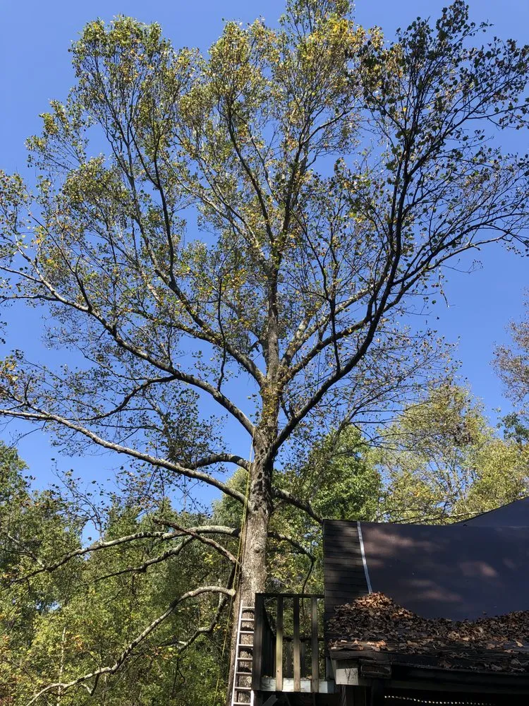 Expert residential landscaping in Columbus, OH by New Edens tree service and landscaping