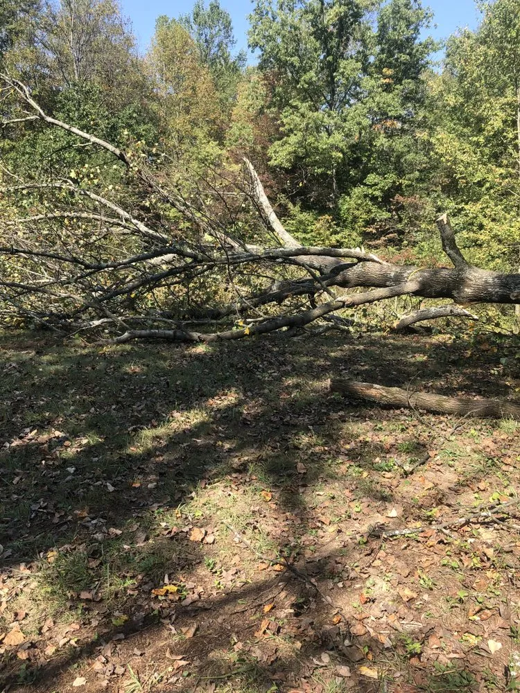 Expert landscaping services for residential properties in Columbus, OH by New Edens tree service and landscaping