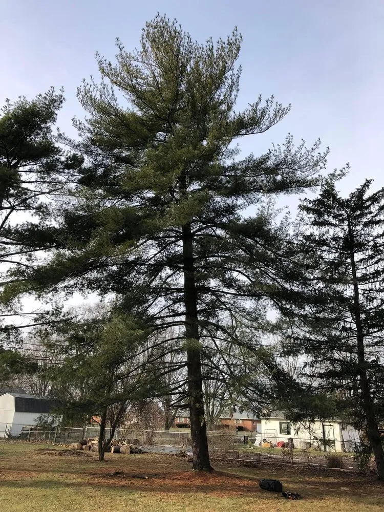 Trusted landscape design in Columbus, OH by New Edens tree service and landscaping