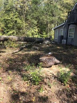 New Edens tree service and landscaping Logo