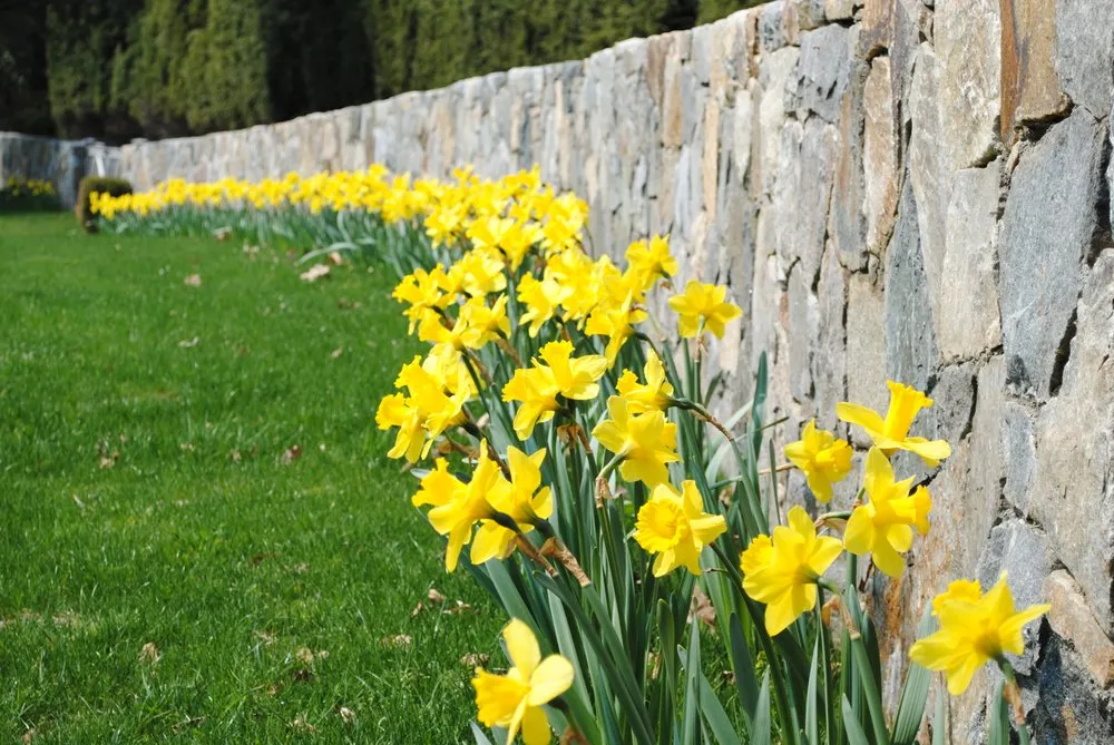 Expert lawn care service for outdoor upgrades across Fairfield, CT - New England Landscaping