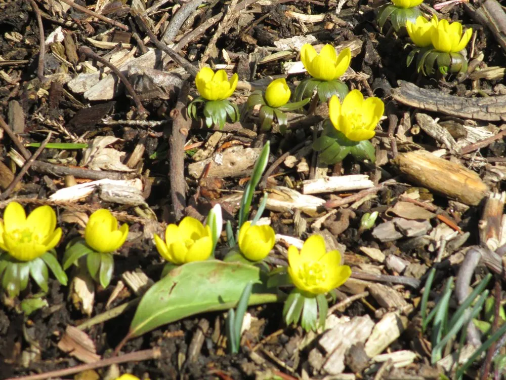 Reliable yard cleanup service for beautiful yards across Fairfield, CT - New England Landscaping