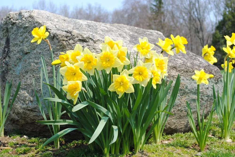 Expert yard maintenance in Fairfield, CT by New England Landscaping