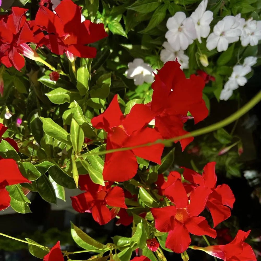 Affordable landscape installation in Bedford, MA by New England Nurseries