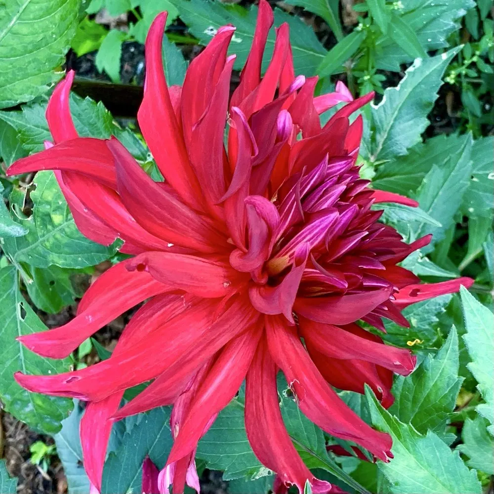 Top-rated lawn care service in Bedford, MA by New England Nurseries