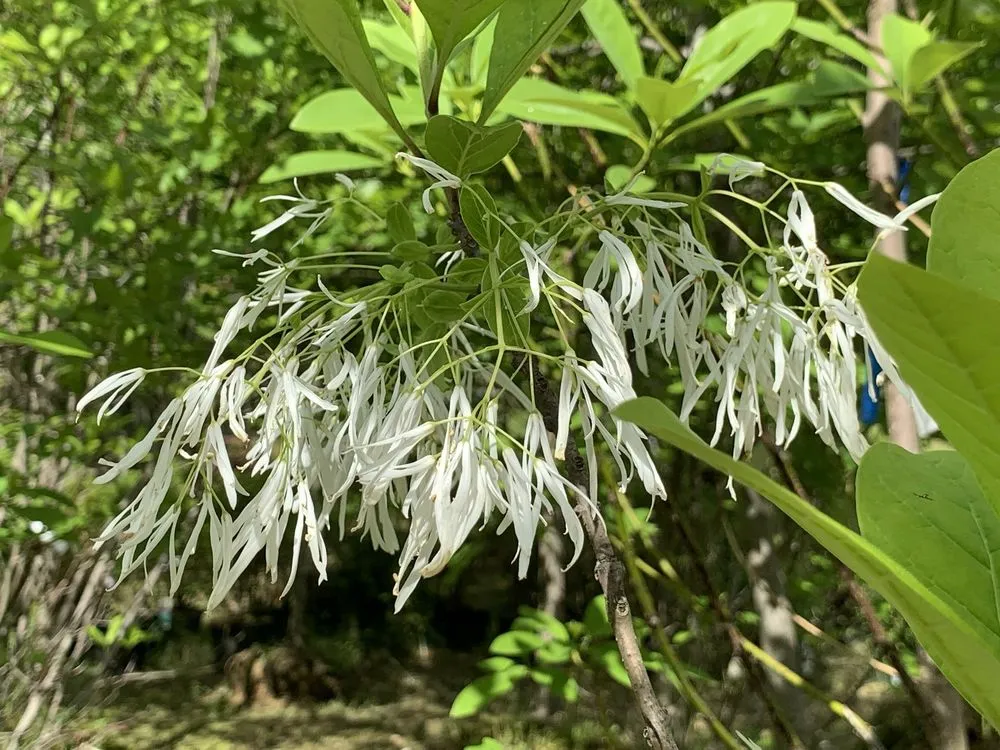 Reliable garden landscaping in Bedford, MA by New England Nurseries