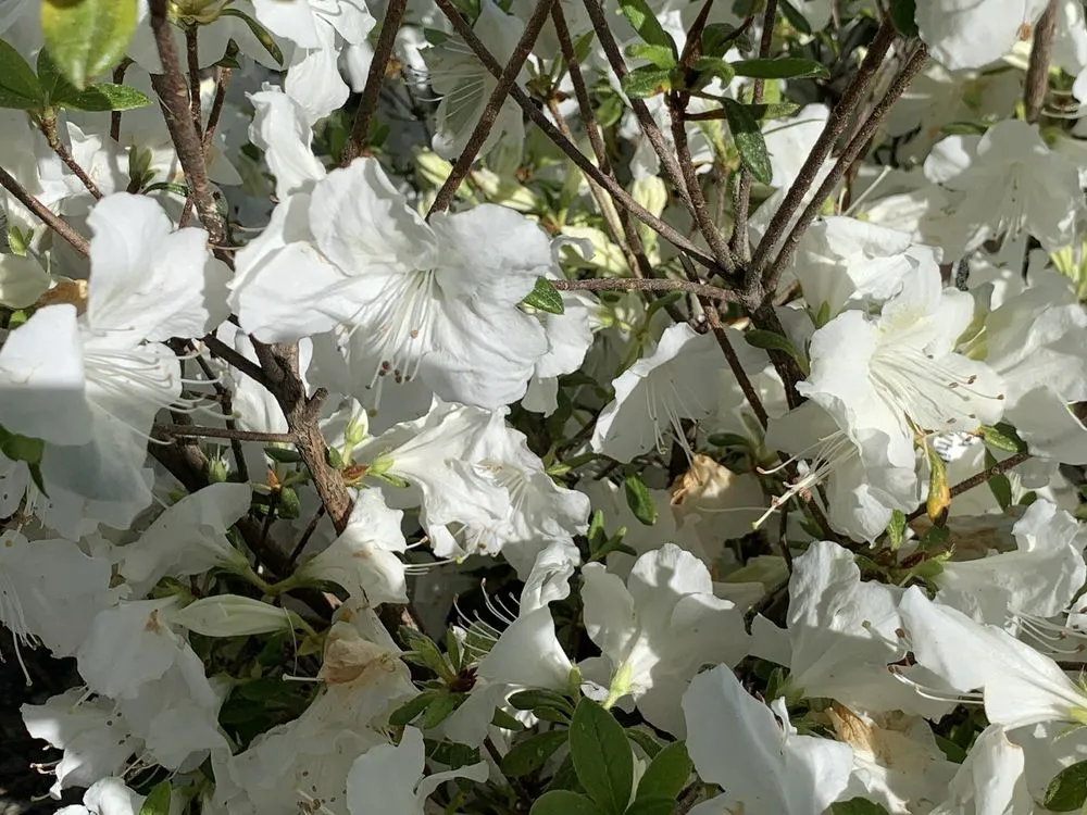 Affordable landscape design in Bedford, MA - New England Nurseries