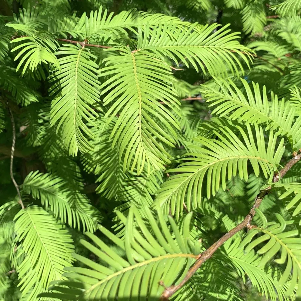 Local landscape installation for beautiful yards across Bedford, MA - New England Nurseries
