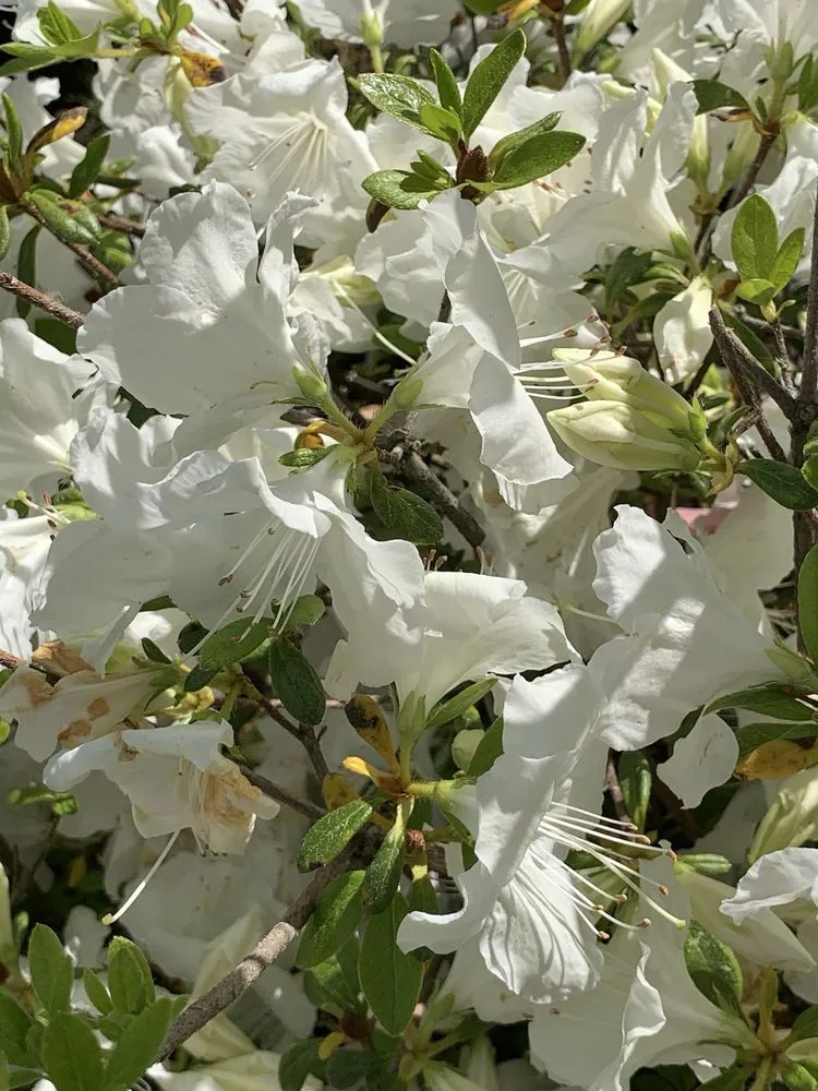 Expert landscape design in Bedford, MA - New England Nurseries