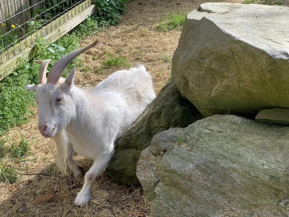 Expert landscape installation experts serving Bedford, MA - New England Nurseries