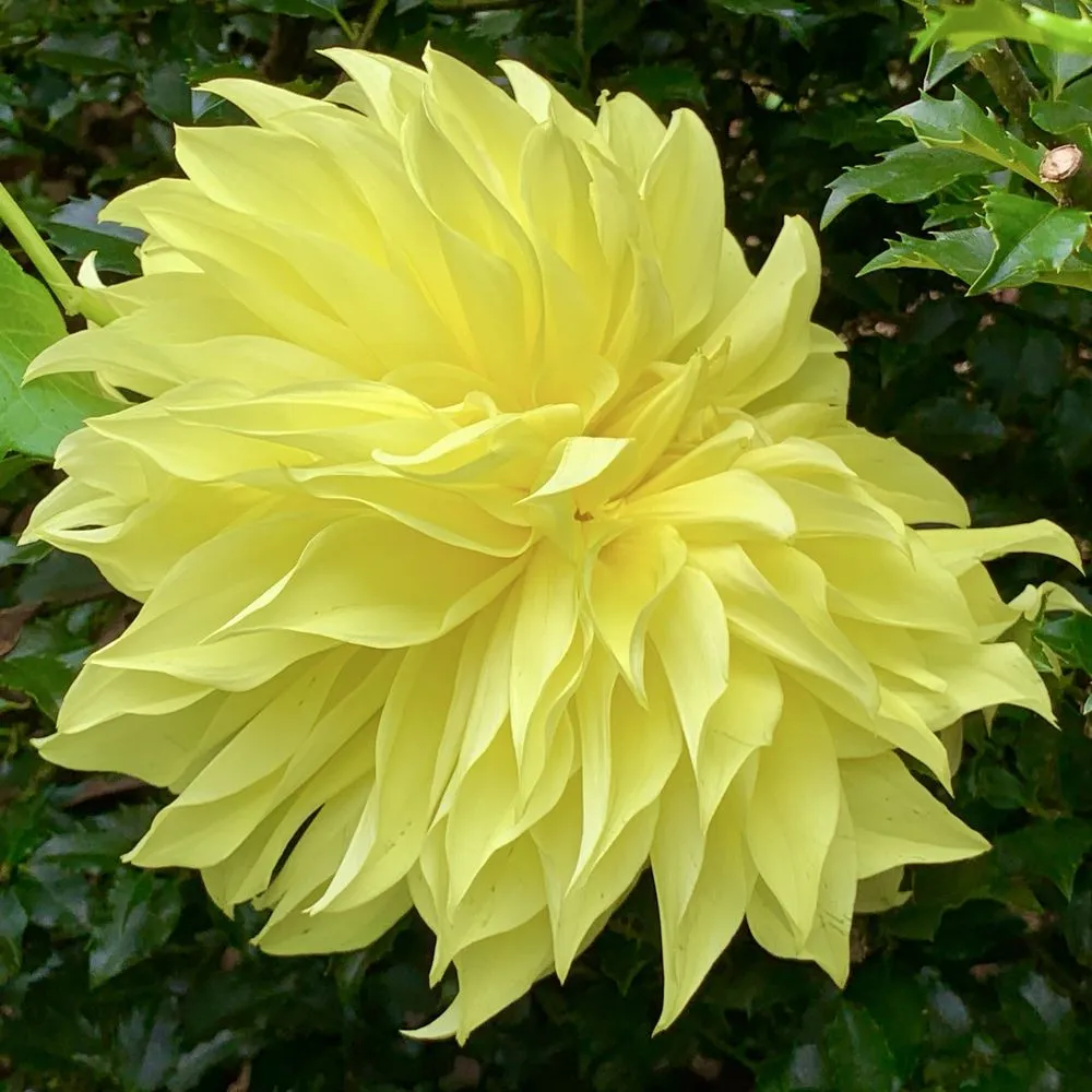 Expert landscape design near you in Bedford, MA by New England Nurseries