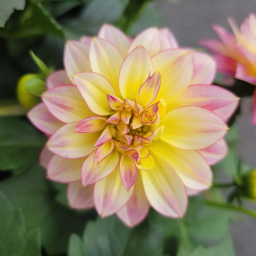 Affordable outdoor landscaping in Bedford, MA - New England Nurseries