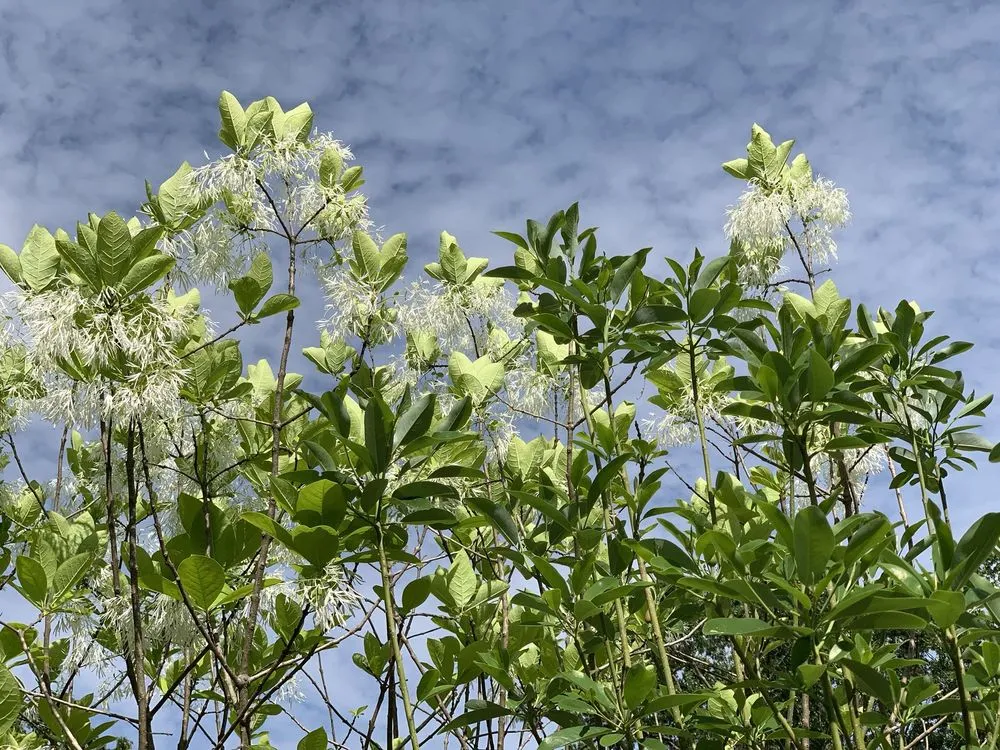 Expert landscaping services experts serving Bedford, MA - New England Nurseries