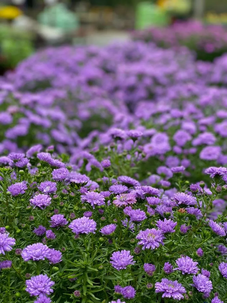 Affordable landscape installation in Bedford, MA by New England Nurseries