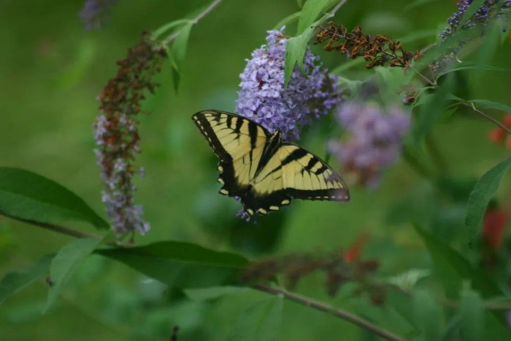 Professional landscape design for outdoor upgrades in Bedford, MA by New England Nurseries