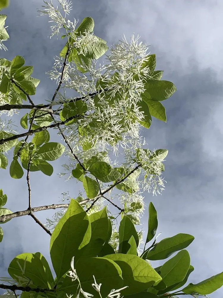 Custom lawn mowing service experts serving Bedford, MA - New England Nurseries