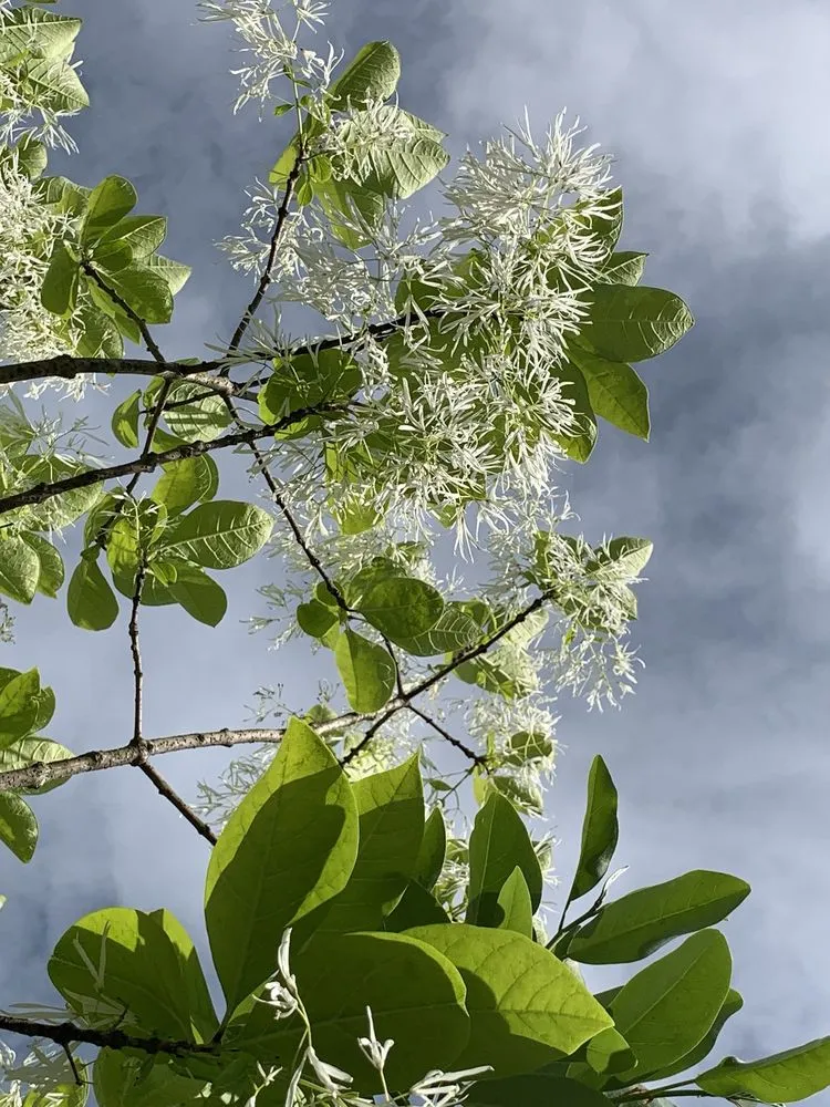 Expert lawn care service in Bedford, MA - New England Nurseries