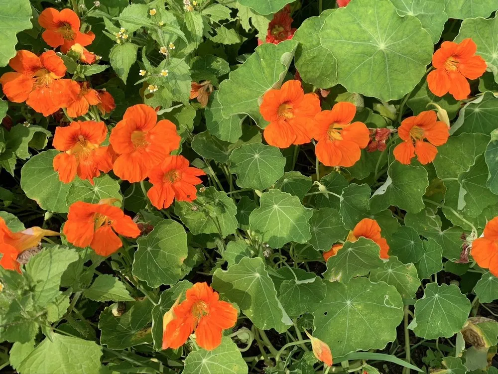 Reliable landscaping services for residential properties in Bedford, MA by New England Nurseries