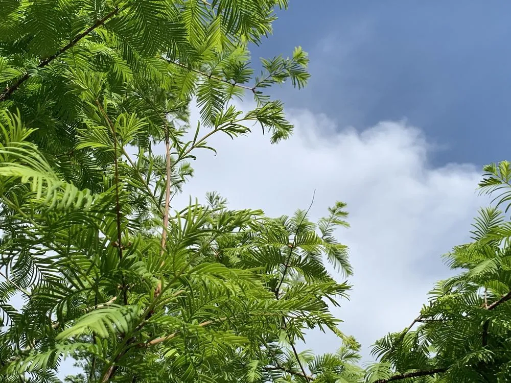 Affordable landscape installation experts serving Bedford, MA - New England Nurseries