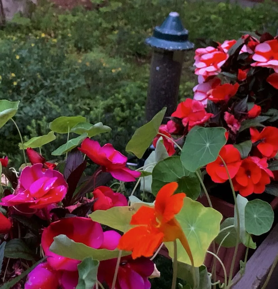 Custom yard maintenance in Bedford, MA by New England Nurseries