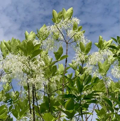 New England Nurseries