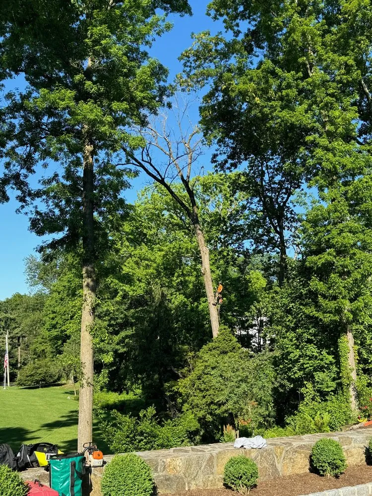 Local yard maintenance for residential properties in Greenwich, CT by New England Total Landscaping