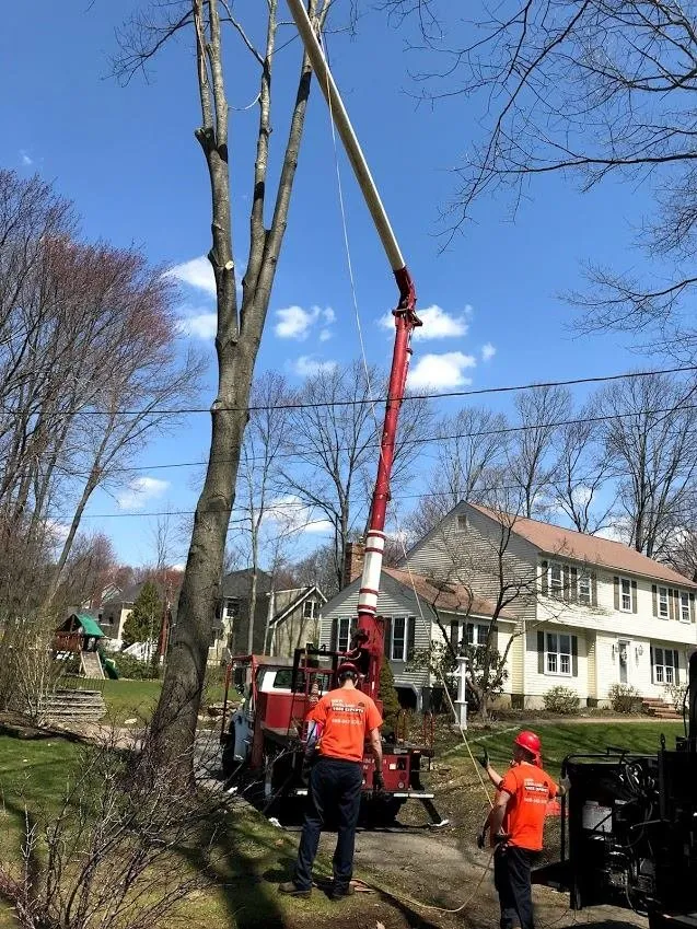 Trusted landscape installation in Shrewsbury, MA - New England Tree Experts