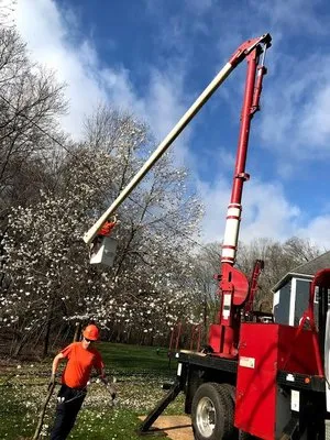 New England Tree Experts