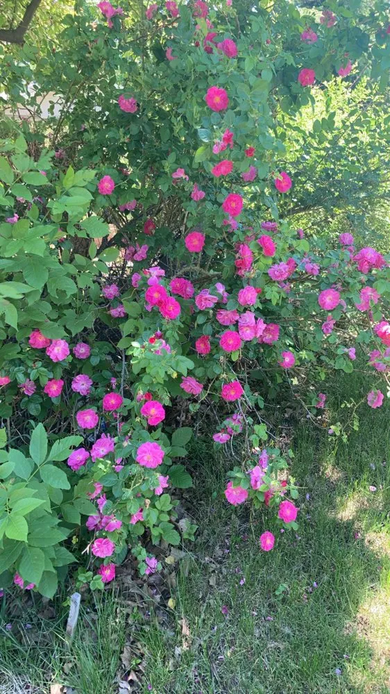 Professional landscape design in Boulder, CO by New Era Irrigation