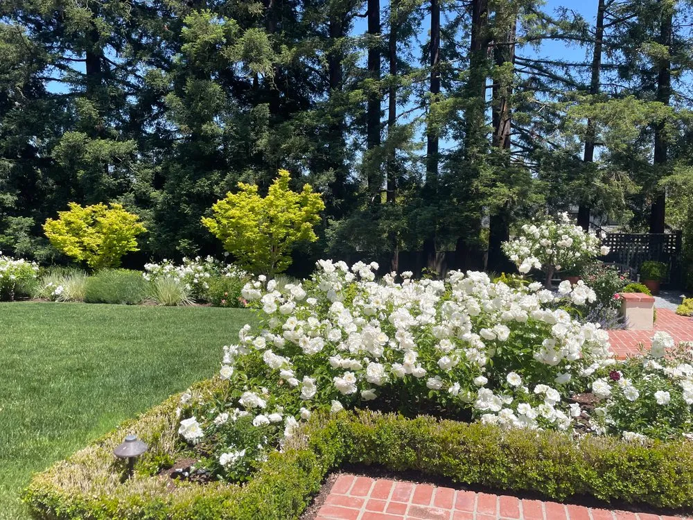 Local residential landscaping for year-round maintenance across Redwood City, CA - New Era Landscape & Garden Service