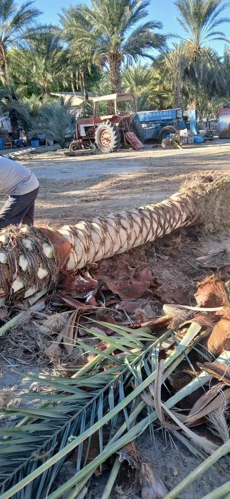 Local landscape design in La Quinta, CA by New era landscaping and palm trees