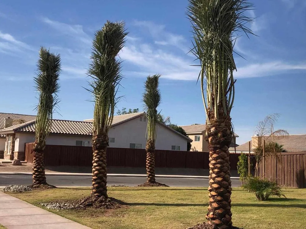 Top-rated outdoor landscaping in La Quinta, CA by New era landscaping and palm trees